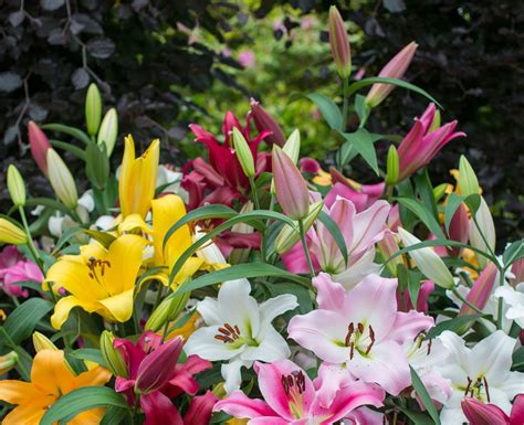 Garten Im März Lilien Pflanzen Und Dahlien Vorziehen