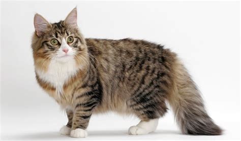 10 Famous Striped Cat Breeds in the World - Tail and Fur