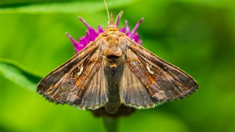 moths  protections    bees popular science