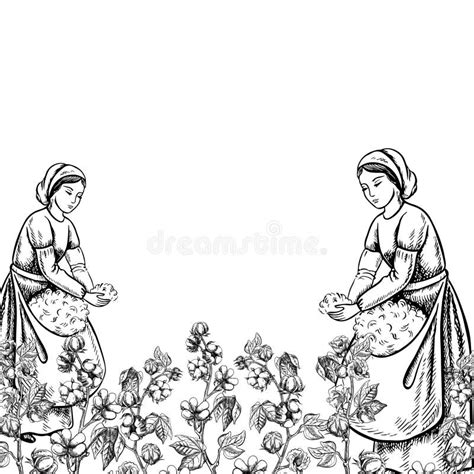 Cotton Pickers By Hand Black And White Detailed Graphic Vector