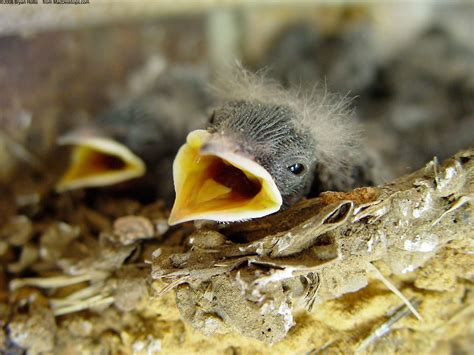 nature, Birds, Nest, Baby, Birds