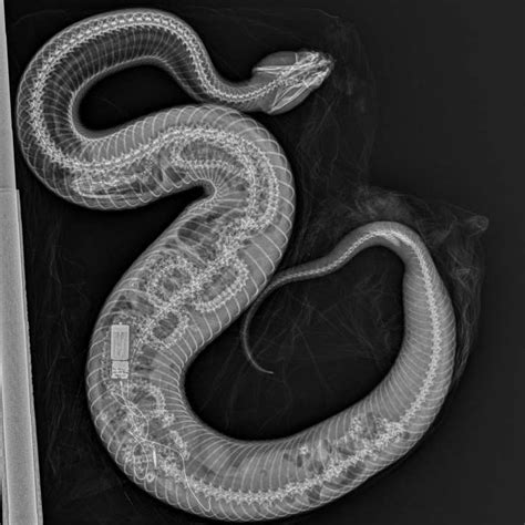 Snake In Florida Eats Python As Chilling X Ray Reveals Bones Newsweek