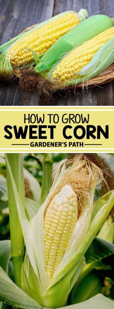 How To Plant And Grow Sweet Corn At Home Gardeners Path