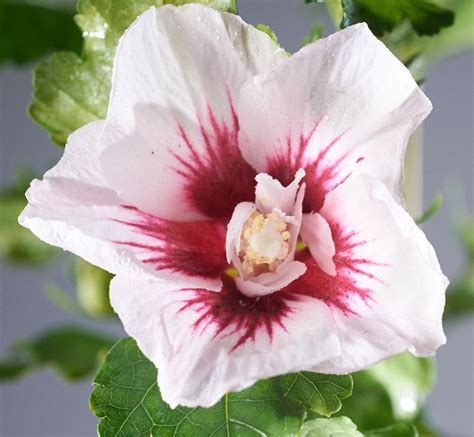 Garteneibisch Red Heart Hibiscus Syriacus Red Heart Günstig Kaufen