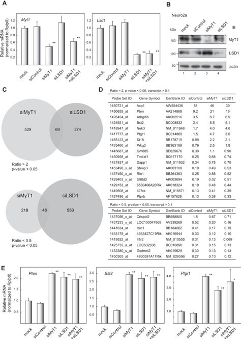 Identification Of Myelin Transcription Factor 1 Myt1 As A Subunit Of