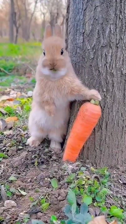 When Watching👀is More Satisfying Cute😍rabbit🐰eating For Carrot🥕 Viral Rabbit Youtube