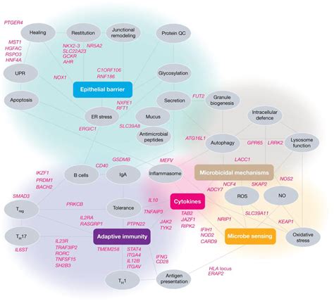 Pathway Paradigms Revealed From The Genetics Of Inflammatory Bowel