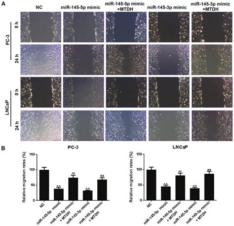 Mtdh Reverses The Suppressive Effects Of Mir P And Mir P