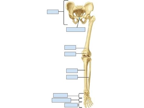 Lower Extremities Diagram Quizlet