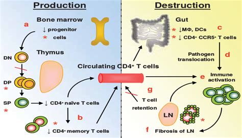 Hiv Immunology Hiv Management Guidelines