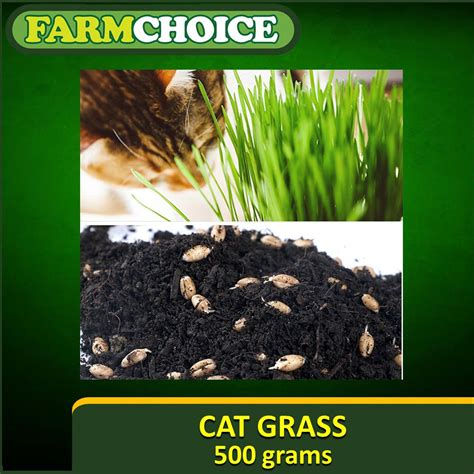 Cat Grass Seeds Natural And Organic 500grams Shopee Philippines