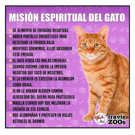 Qué significa cuando un gato callejero llega a tu casa Está bien