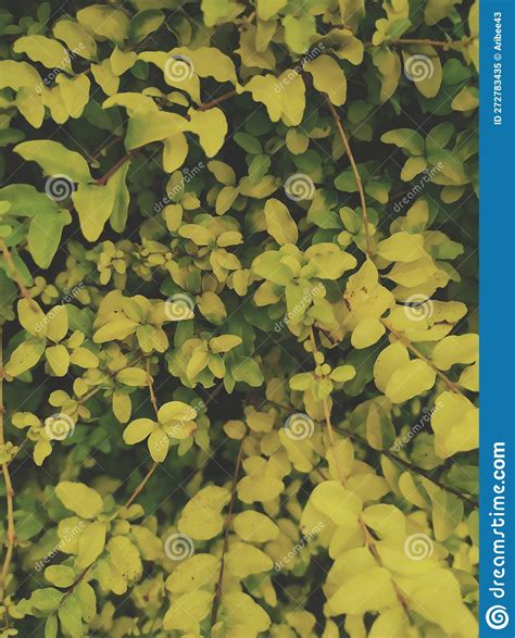 Plant Leaves Begin To Turn Yellow and Fall Stock Image - Image of fall