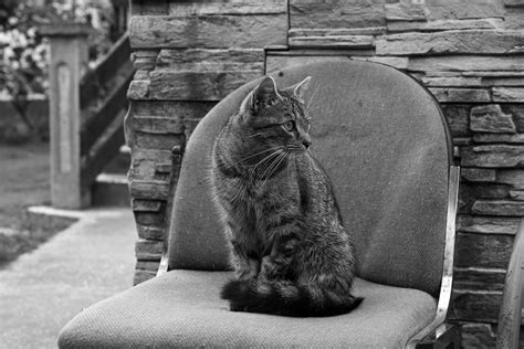 Cat Sitting on Chair in Yard · Free Stock Photo