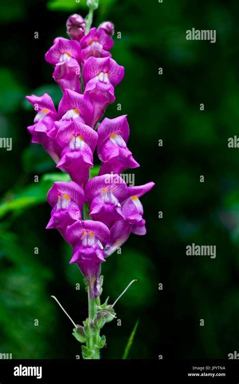 Wild Snapdragon Flower Hi Res Stock Photography And Images Alamy