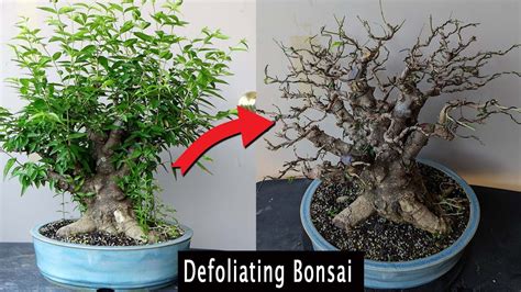 Defoliating To Improve Bonsai Youtube