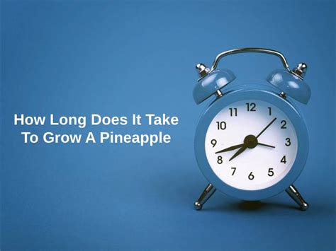 How Long Does It Take To Grow A Pineapple And Why