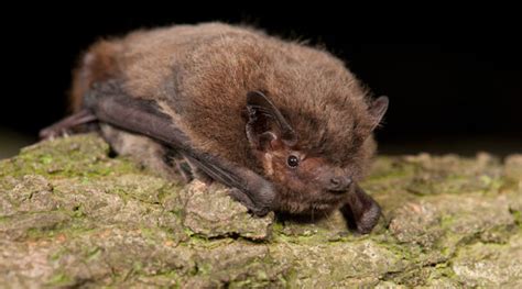 Nathusius Pipistrelle Bat Conservation Ireland