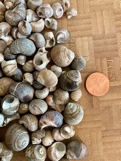 Maine Periwinkle Shells 2 Oz Lot Various Sizes Natural Etsy