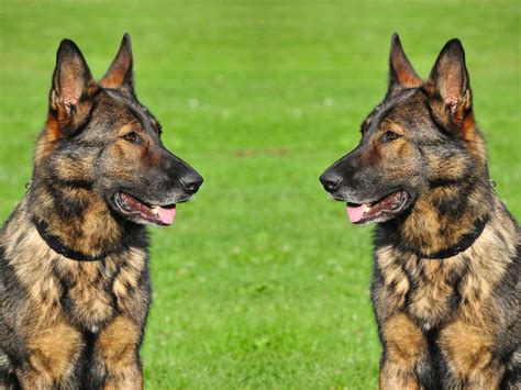 Brindle German Shepherd: A Complete Breed Guide