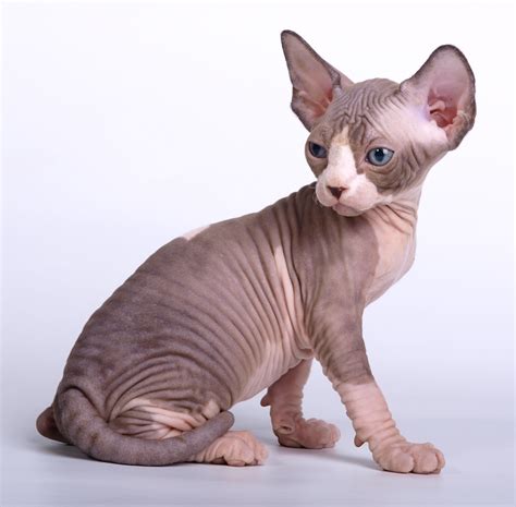 Канадский сфинкс: описание породы с фото — Pet-Mir.ru
