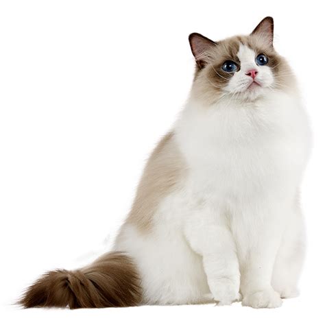 Le Chat Ragdoll, histoire, caractère du Ragdoll et entretien. Tout ...