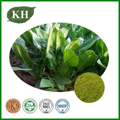 Spinach Extract Beta Ecdysterone Spinach And Beta Ecdysterone