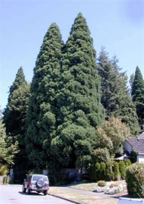 Seattle’s most breathtaking heirloom trees