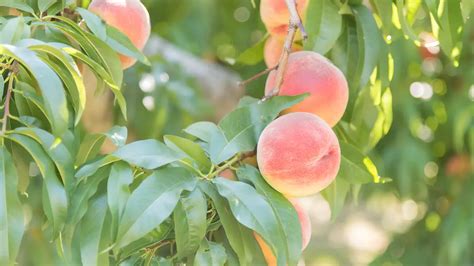 peach tree care top tips    grow  peach tree   backyard