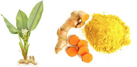 Turmeric The Wonder Spice Has Many Benefits