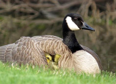 Baby Goose