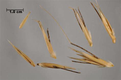 Weed Seed Avena Sterilis Sterile Oat Inspectioncanadaca