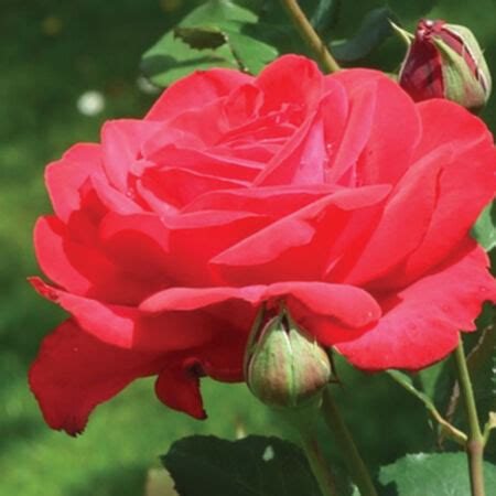 Red Bush, Rose Seeds | Urban Farmer