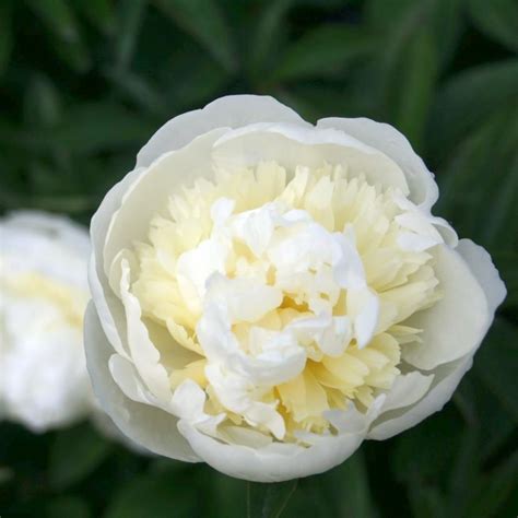 Paeonia Lact Duc De Nemours Sim203585