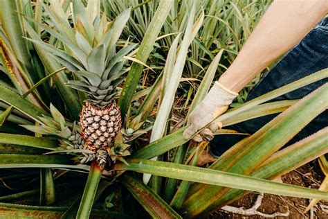 Piña Pineapple Cloth Philippines — The Textile Atlas