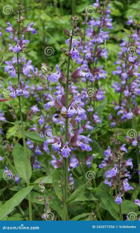 Flowers of common sage stock photo. Image of flower - 242077256