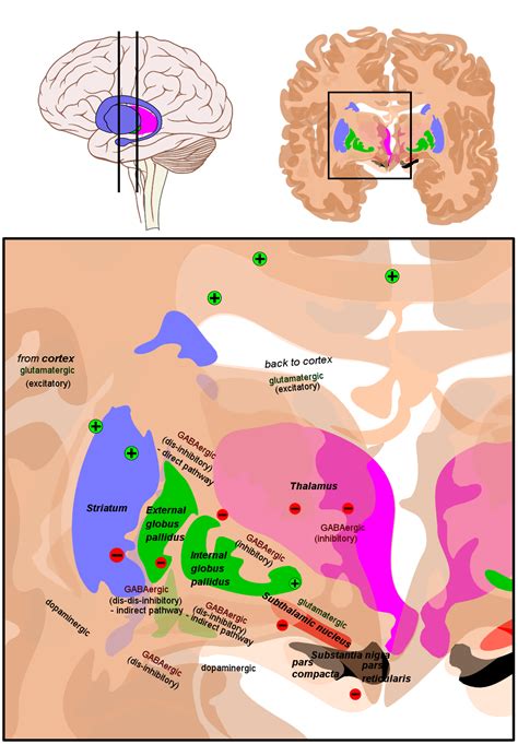 129b The Role Of The Basal Ganglia In Movement Medicine Libretexts