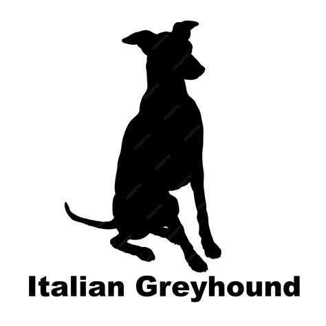 Premium Vector | Dog silhouette dog italian greyhound breeds logo