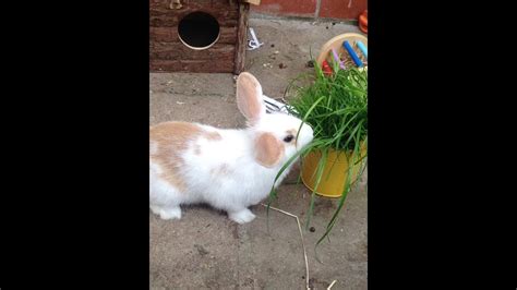 Growing Grass For Your Pet Rabbit YouTube