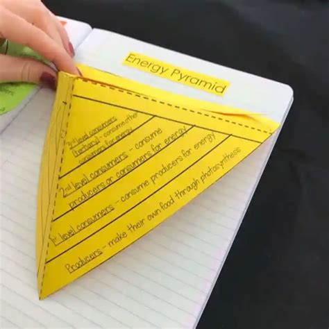 Energy Pyramids Lesson Plan A Complete 5e Method Science Unit