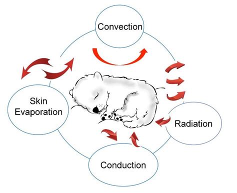 When Can Puppies Thermoregulate