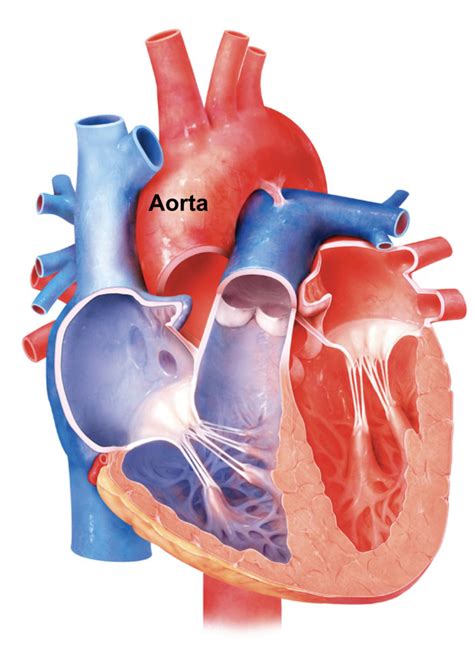 Biology Flashcards Left Ventricle Terms And Definitions Flashcards Quizlet