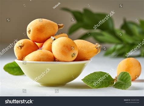 loquat plant images stock  vectors shutterstock