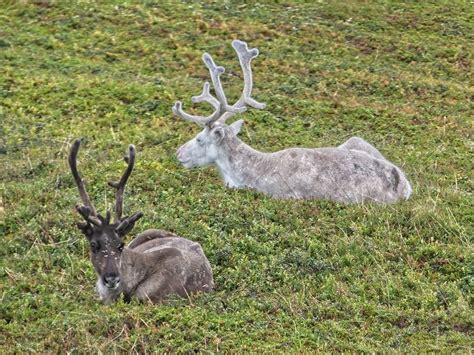 Reindeer Near Honningsvag Norway Jim Robin Flickr