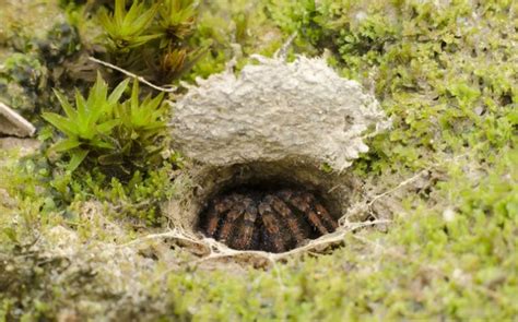 How To Keep Wolf Spiders Away Protecting Your Home From These Pests