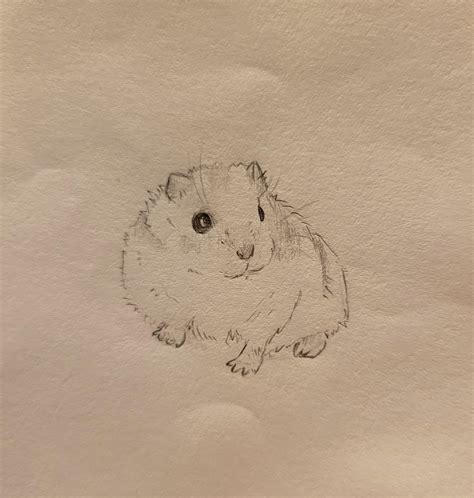 how to draw hamsters 5