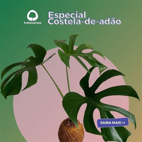 Kokesampa On Instagram Costela De Ad O Uma Planta Cheia De Energia