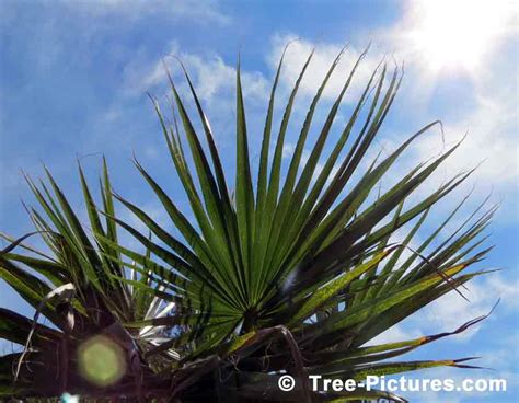 Palm Trees Picture Of Palm Tree Leaves