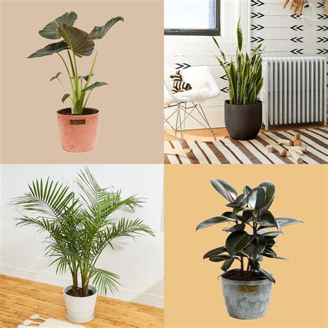 Types Of Tall Indoor Plants 5 Of The Best TALL Indoor Plants The
