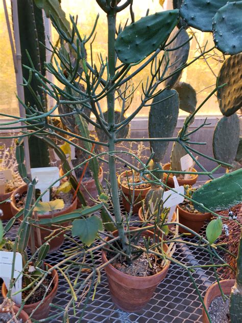 Euphorbia tirucalli | Bessey Greenhouse (Richard W. Pohl Conservatory)
